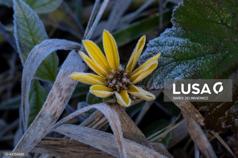 Polónia: Geada na aldeia de Letownia