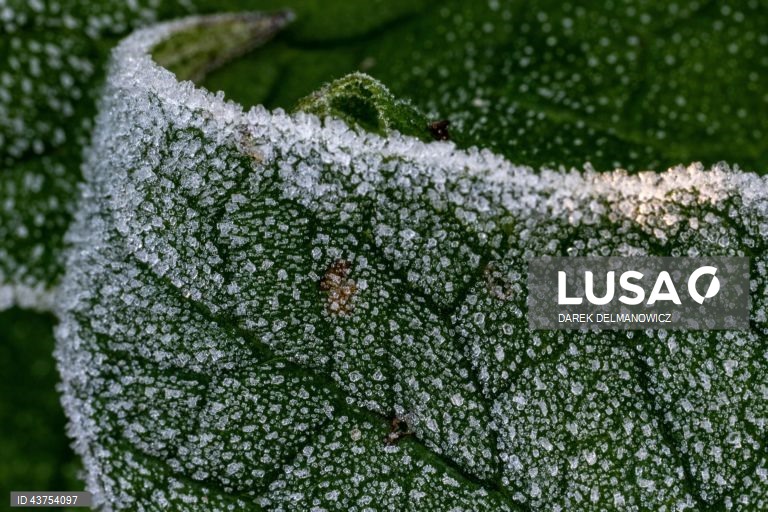 Polónia: Geada na aldeia de Letownia