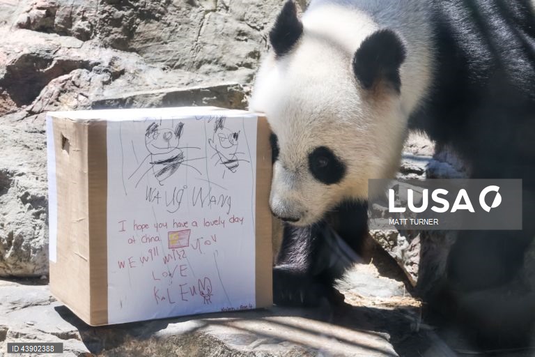 Austrália: Panda no Zoo de Adelaide