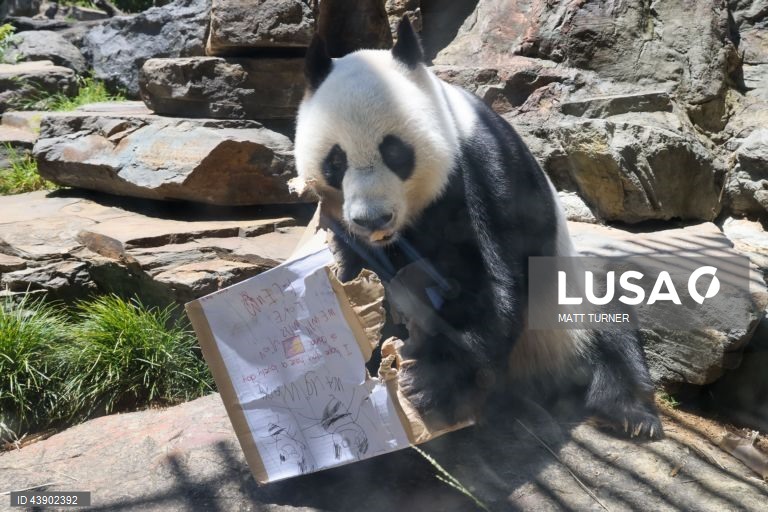 Austrália: Panda no Zoo de Adelaide