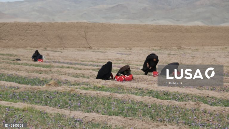 Afeganistão: Colheita do açafrão em Herat