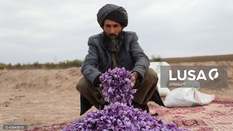 Afeganistão: Colheita do açafrão em Herat