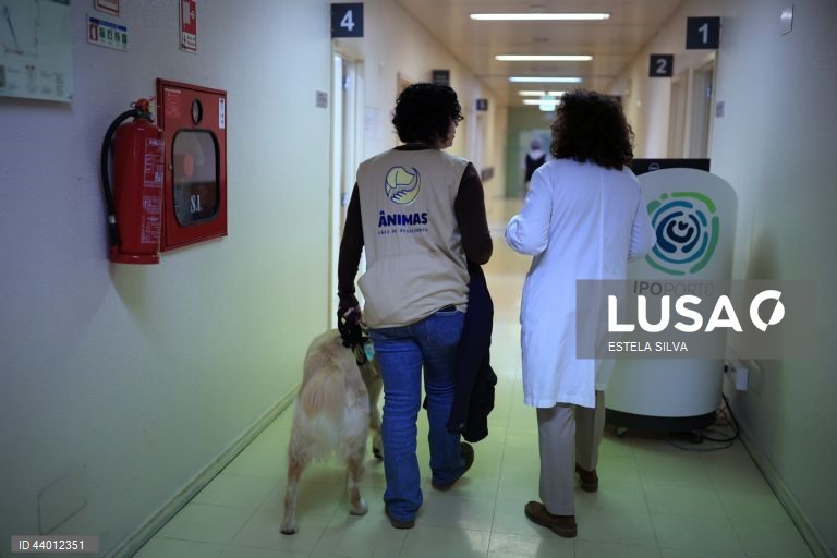 Os doentes em cuidados paliativos do Instituto Português de Oncologia (IPO) do Porto recebem desde outubro, semanalmente, a visita de cães de intervenções assistidas, um apoio que utentes, familiares e profissionais garantem ajuda a minimizar o sofrimento, 02 de dezembro 2024. Um golden retriever de três anos, chamado Zazu, e um border collie de 22 meses, de nome Heartie, acompanhados respetivamente pelos tutores Catarina Cascais e Abílio Leite, são os protagonistas deste serviço...