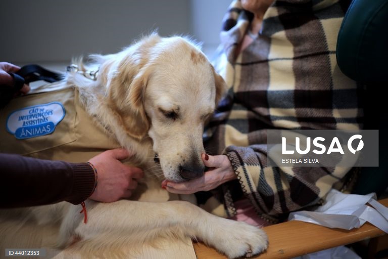Os doentes em cuidados paliativos do Instituto Português de Oncologia (IPO) do Porto recebem desde outubro, semanalmente, a visita de cães de intervenções assistidas, um apoio que utentes, familiares e profissionais garantem ajuda a minimizar o sofrimento, 02 de dezembro 2024. Um golden retriever de três anos, chamado Zazu, e um border collie de 22 meses, de nome Heartie, acompanhados respetivamente pelos tutores Catarina Cascais e Abílio Leite, são os protagonistas deste serviço...