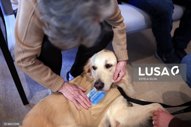 Os doentes em cuidados paliativos do Instituto Português de Oncologia (IPO) do Porto recebem desde outubro, semanalmente, a visita de cães de intervenções assistidas, um apoio que utentes, familiares e profissionais garantem ajuda a minimizar o sofrimento, 02 de dezembro 2024. Um golden retriever de três anos, chamado Zazu, e um border collie de 22 meses, de nome Heartie, acompanhados respetivamente pelos tutores Catarina Cascais e Abílio Leite, são os protagonistas deste serviço...