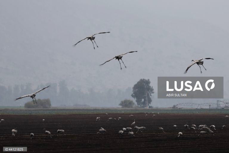 Israel: Reserva natural de Hula Valley reabre ao público