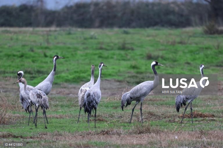 Israel: Reserva natural de Hula Valley reabre ao público