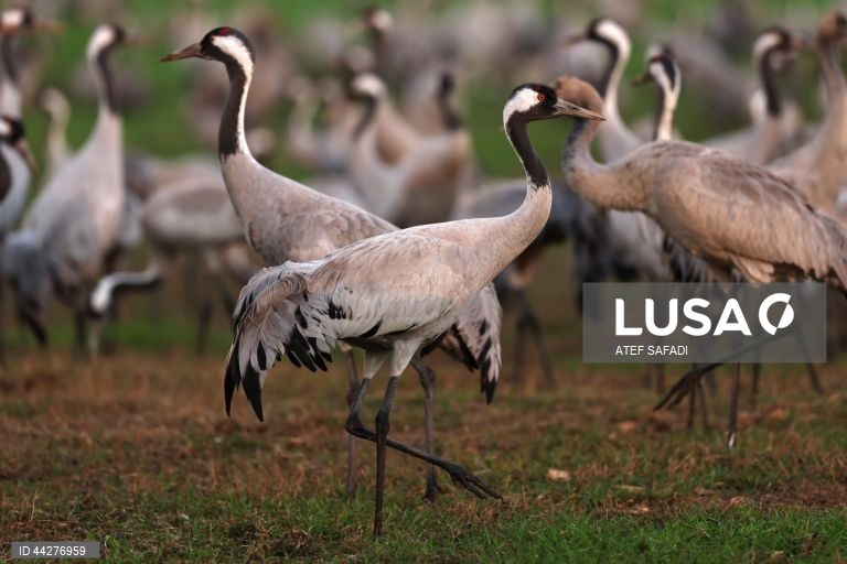 Israel: migração de grous para a área de conservação do lago Hula