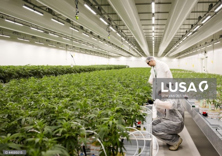 Produção de canabis na Holanda