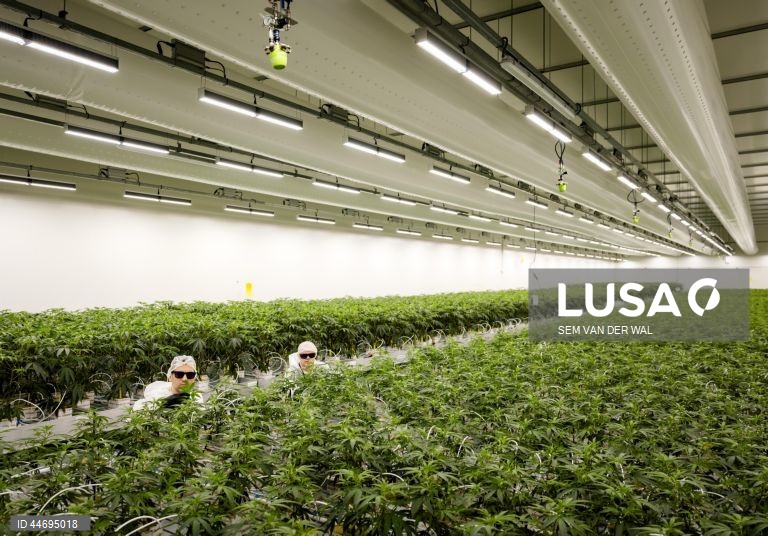 Produção de canabis na Holanda