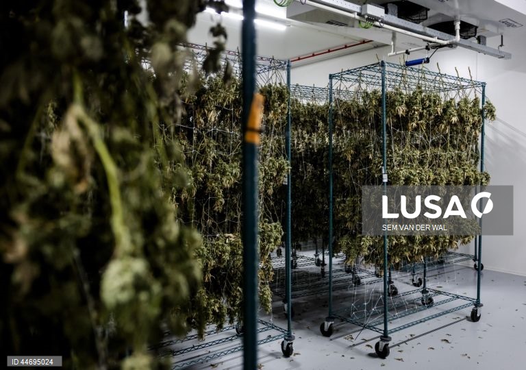 Produção de canabis na Holanda