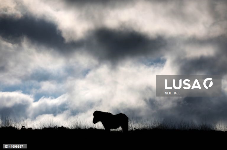 Reino Unido: Conservacionistas trabalham na recuperação de turfeiras em Dartmoor