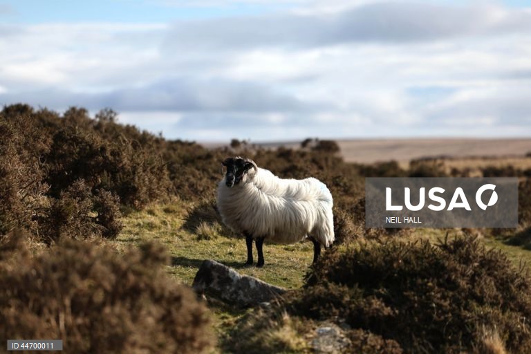 Reino Unido: Conservacionistas trabalham na recuperação de turfeiras em Dartmoor