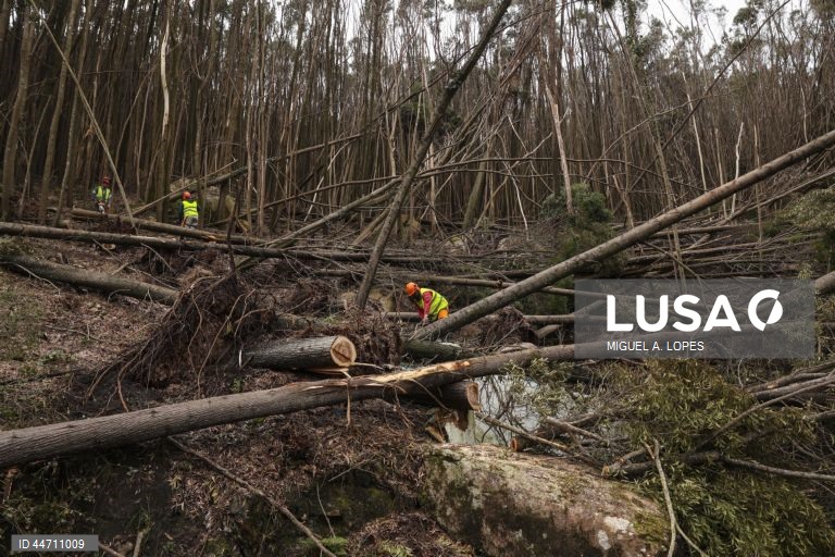 Trabalhadores procedem à remoção de árvores na Serra de Sintra. Estima-se que caíram 100.000 árvores afetando cerca de 278 hectares dos cerca de 1000 hectares sob gestão da Parques de Sintra - Monte da Lua, devido à passagem da tempestade Martinho na noite de 19 para 20 de março com rajadas de vento com cerca de 169km/h registadas no Cabo da Roca, Sintra, 3 de abril de 2025. (ACOMPANHA TEXTO DE 3 DE ABRIL DE 2025). MIGUEL A. LOPES/LUSA