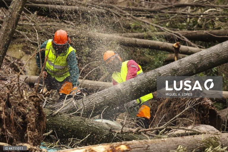 Trabalhadores procedem à remoção de árvores na Serra de Sintra. Estima-se que caíram 100.000 árvores afetando cerca de 278 hectares dos cerca de 1000 hectares sob gestão da Parques de Sintra - Monte da Lua, devido à passagem da tempestade Martinho na noite de 19 para 20 de março com rajadas de vento com cerca de 169km/h registadas no Cabo da Roca, Sintra, 3 de abril de 2025. (ACOMPANHA TEXTO DE 3 DE ABRIL DE 2025). MIGUEL A. LOPES/LUSA