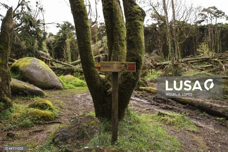 Queda de árvores na Serra de Sintra. Estima-se que caíram 100.000 árvores afetando cerca de 278 hectares dos cerca de 1000 hectares sob gestão da Parques de Sintra - Monte da Lua, devido à passagem da tempestade Martinho na noite de 19 para 20 de março com rajadas de vento com cerca de 169km/h registadas no Cabo da Roca, Sintra, 3 de abril de 2025. (ACOMPANHA TEXTO DE 3 DE ABRIL DE 2025). MIGUEL A. LOPES/LUSA