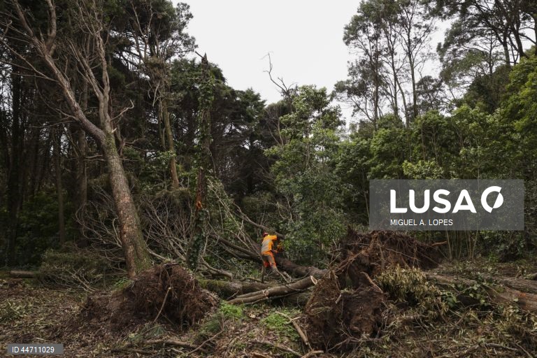 Trabalhadores procedem à remoção de árvores na Serra de Sintra. Estima-se que caíram 100.000 árvores afetando cerca de 278 hectares dos cerca de 1000 hectares sob gestão da Parques de Sintra - Monte da Lua, devido à passagem da tempestade Martinho na noite de 19 para 20 de março com rajadas de vento com cerca de 169km/h registadas no Cabo da Roca, Sintra, 3 de abril de 2025. (ACOMPANHA TEXTO DE 3 DE ABRIL DE 2025). MIGUEL A. LOPES/LUSA