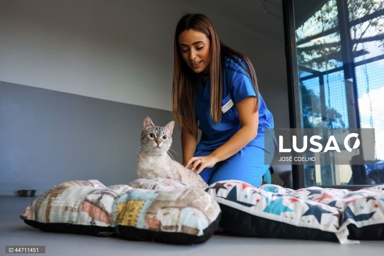 Daniela Barbosa, médica veterinária, cuida de animais na Plataforma de Acolhimento e Tratamento Animal (PATA), em Avintes, Vila Nova de Gaia, 03 de abril de 2025. O canil faz o balanço dos quatro anos do projeto, apelo à adoção consciente, alertas sobre os abandonos no verão. (ACOMPANHA TEXTO DA LUSA DO DIA 10 DE ABRIL DE 2025). JOSÉ COELHO/LUSA
