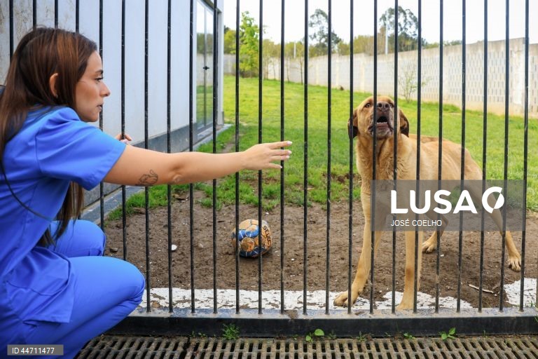 Daniela Barbosa, médica veterinária, cuida de animais na Plataforma de Acolhimento e Tratamento Animal (PATA), em Avintes, Vila Nova de Gaia, 03 de abril de 2025. O canil faz o balanço dos quatro anos do projeto, apelo à adoção consciente, alertas sobre os abandonos no verão. (ACOMPANHA TEXTO DA LUSA DO DIA 10 DE ABRIL DE 2025). JOSÉ COELHO/LUSA
