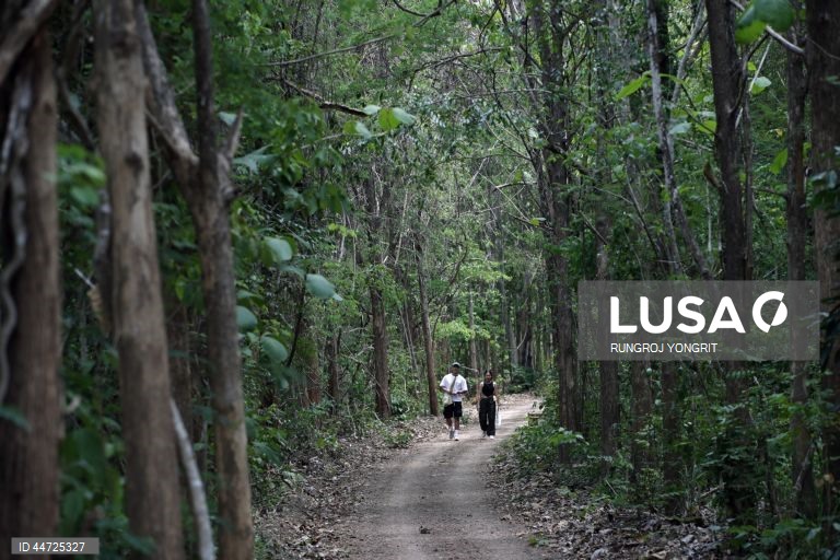 Exposição Arte na Floresta