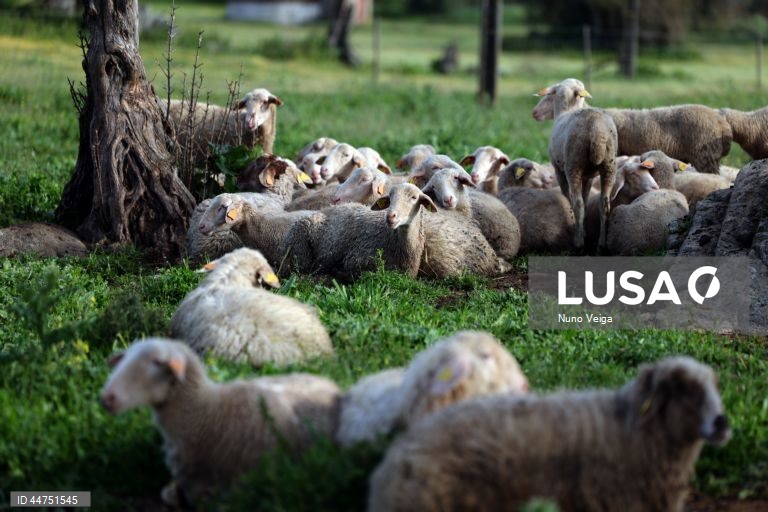 Borregos no campo na propriedade do criador de bovinos Carlos Balsa (ausente na imagem), que não levou animais ao leilão de gado em Évora, ao contrário do que é habitual, já que optou por ficar com “o maior número de fêmeas e de machos para repor as perdas” de animais que morreram com língua azul. Évora, 03 de abril de 2025. Nas vésperas da Páscoa, época em que a carne de borrego é mais procurada para consumo, o preço dos animais disparou para valores nunca antes vistos, devido à diminuição dos...