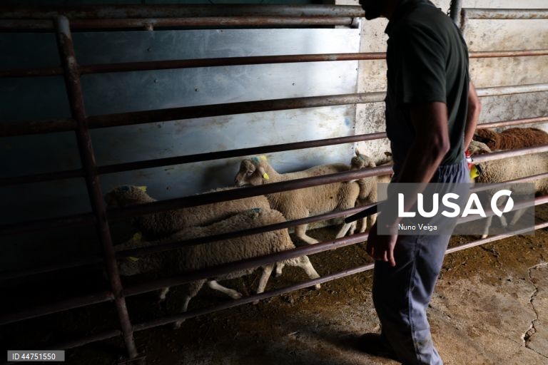 Borregos são transportados para o leilão de ovinos e caprinos que antecede a Páscoa, organizado pela Associação dos Jovens Agricultores do Sul (AJASUL) e pela Associação Nacional de Criadores de Ovinos da Raça Merina (ANCORME), Évora, 03 de abril de 2025. Nas vésperas da Páscoa, época em que a carne de borrego é mais procurada para consumo, o preço dos animais disparou para valores nunca antes vistos, devido à diminuição dos rebanhos provocada pela doença da língua azul. (ACOMPANHA TEXTO DE 12...
