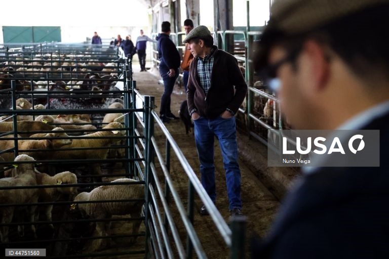 Compradores observam os lotes de borregos a ser vendidos no leilão de ovinos e caprinos que antecede a Páscoa, organizado pela Associação dos Jovens Agricultores do Sul (AJASUL) e pela Associação Nacional de Criadores de Ovinos da Raça Merina (ANCORME), Évora, 03 de abril de 2025. Nas vésperas da Páscoa, época em que a carne de borrego é mais procurada para consumo, o preço dos animais disparou para valores nunca antes vistos, devido à diminuição dos rebanhos provocada pela doença da língua...