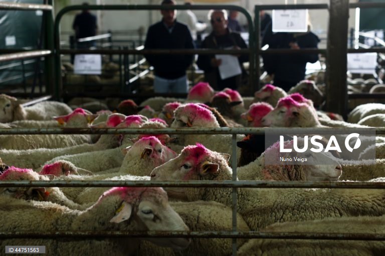Compradores observam um lote de borregos a ser vendidos no leilão de ovinos e caprinos que antecede a Páscoa, organizado pela Associação dos Jovens Agricultores do Sul (AJASUL) e pela Associação Nacional de Criadores de Ovinos da Raça Merina (ANCORME), Évora, 03 de abril de 2025. Nas vésperas da Páscoa, época em que a carne de borrego é mais procurada para consumo, o preço dos animais disparou para valores nunca antes vistos, devido à diminuição dos rebanhos provocada pela doença da língua...