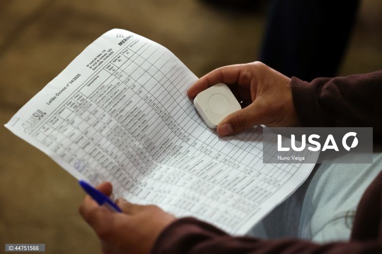Um comprador segura a lista de lotes e o equipamento eletrónico para fazer os lances durante o leilão de ovinos e caprinos que antecede a Páscoa, organizado pela Associação dos Jovens Agricultores do Sul (AJASUL) e pela Associação Nacional de Criadores de Ovinos da Raça Merina (ANCORME), Évora, 03 de abril de 2025. Nas vésperas da Páscoa, época em que a carne de borrego é mais procurada para consumo, o preço dos animais disparou para valores nunca antes vistos, devido à diminuição dos rebanhos...