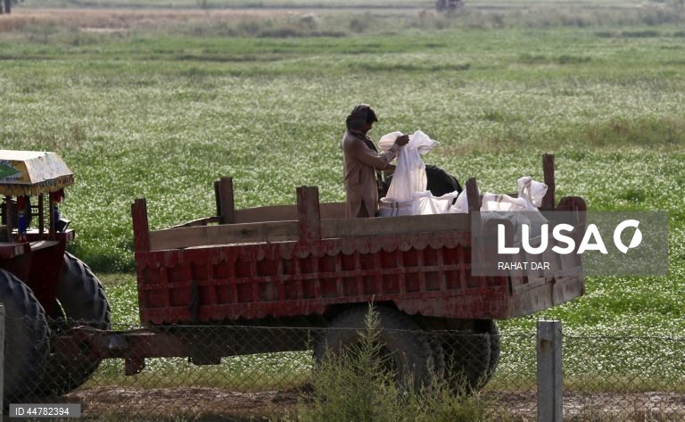 Paquistão: Colheita do trigo nos arredores de Lahore