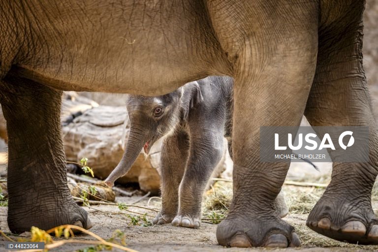 Cria de elefante Zali nasce no Jardim Zoológico de Zurique.