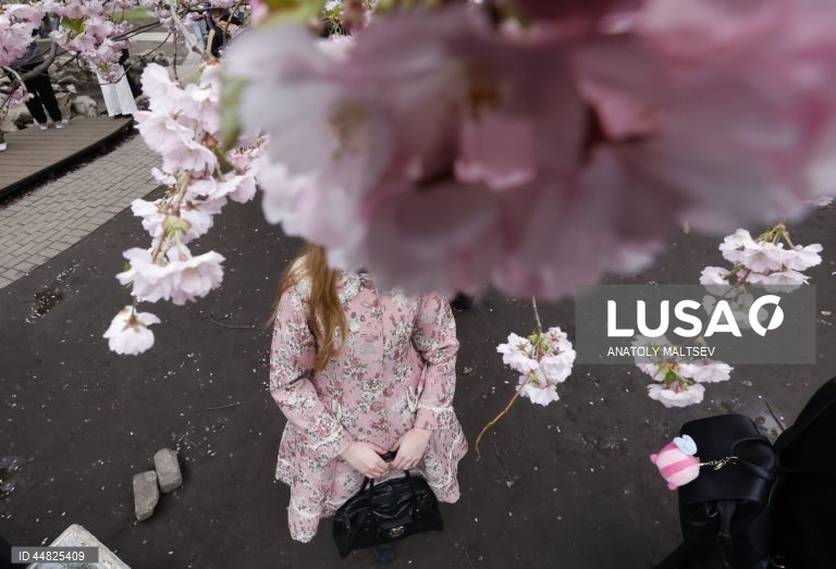 Rússia: Cerejeiras em flor em São Petersburgo