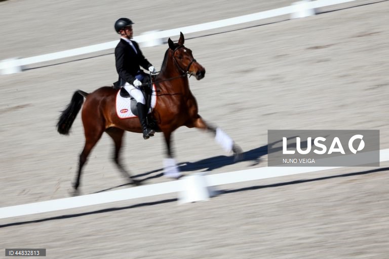 Leilão anual de cavalos Puro Sangue Lusitano na Coudelaria de Alter do Chão