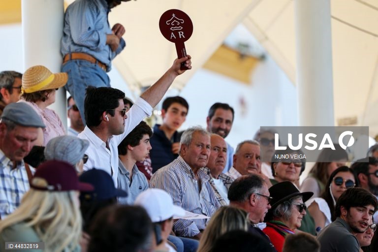 Leilão anual de cavalos Puro Sangue Lusitano na Coudelaria de Alter do Chão