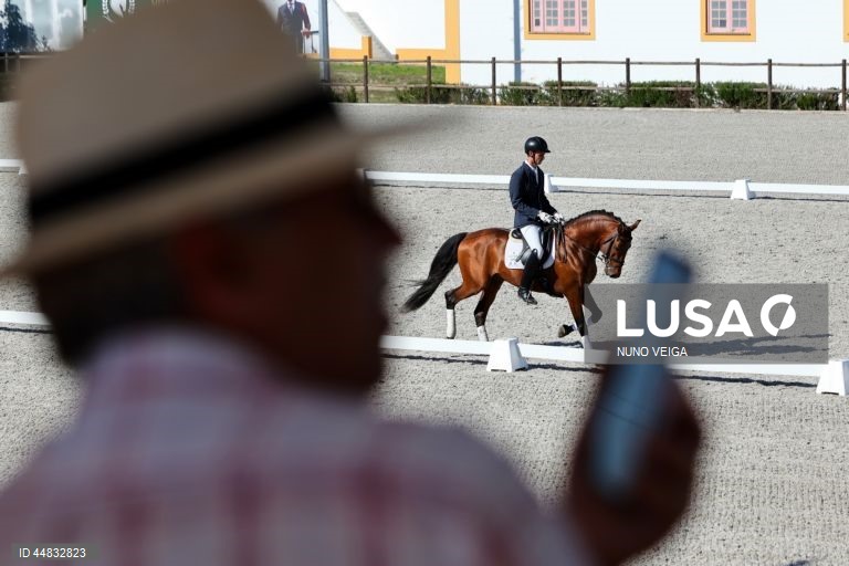Leilão anual de cavalos Puro Sangue Lusitano na Coudelaria de Alter do Chão