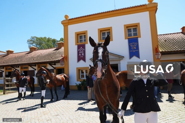 Leilão anual de cavalos Puro Sangue Lusitano na Coudelaria de Alter do Chão