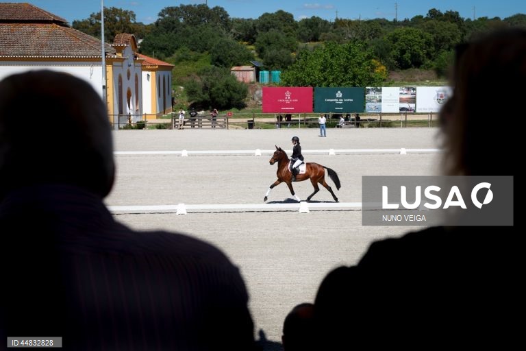Leilão anual de cavalos Puro Sangue Lusitano na Coudelaria de Alter do Chão