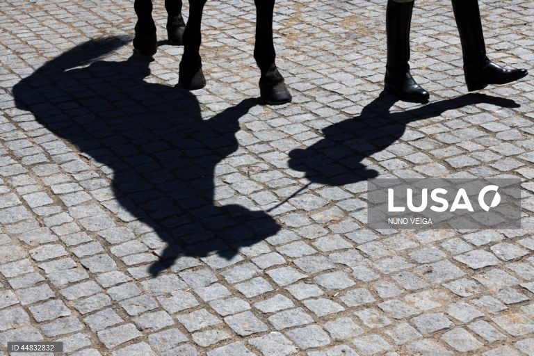 Leilão anual de cavalos Puro Sangue Lusitano na Coudelaria de Alter do Chão