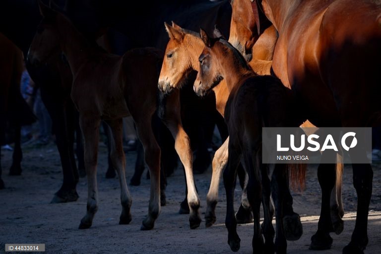 Leilão anual de cavalos Puro Sangue Lusitano na Coudelaria de Alter do Chão
