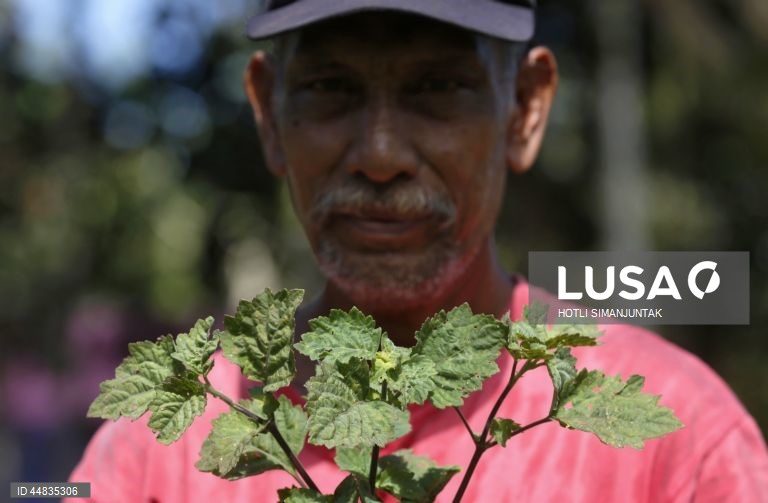 Indonésia: Produção de óleo essencial de patchouli em Banda Aceh