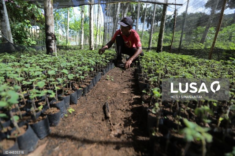 Indonésia: Produção de óleo essencial de patchouli em Banda Aceh
