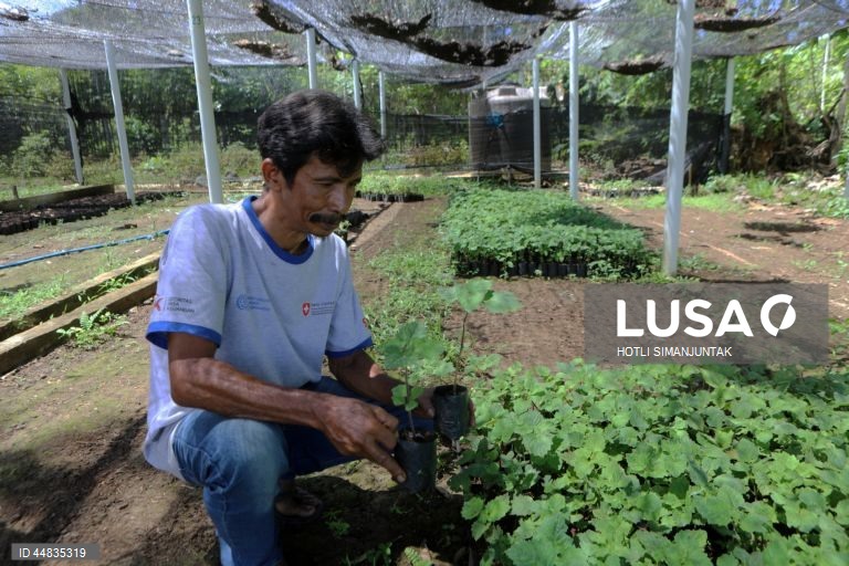 Indonésia: Produção de óleo essencial de patchouli em Banda Aceh