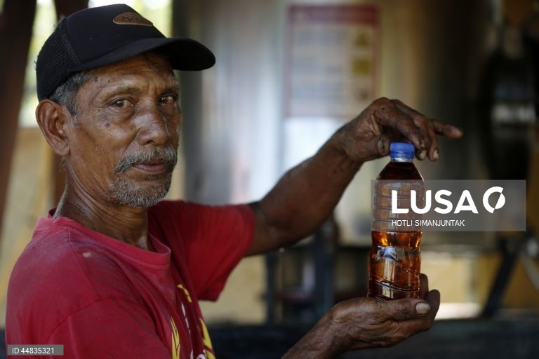 Indonésia: Produção de óleo essencial de patchouli em Banda Aceh