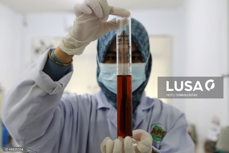 Indonésia: Produção de óleo essencial de patchouli em Banda Aceh