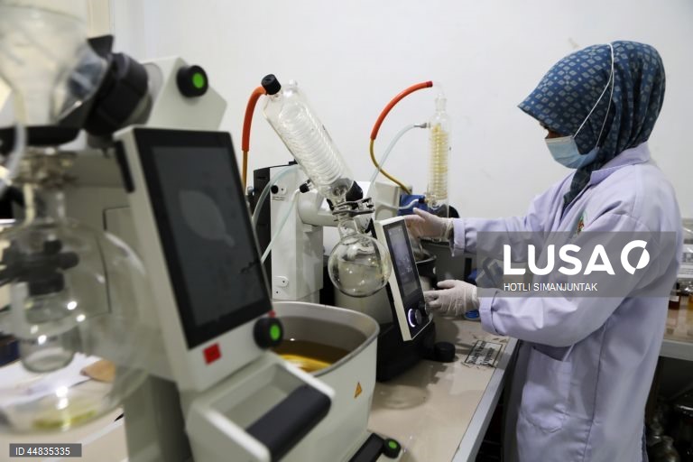 Indonésia: Produção de óleo essencial de patchouli em Banda Aceh