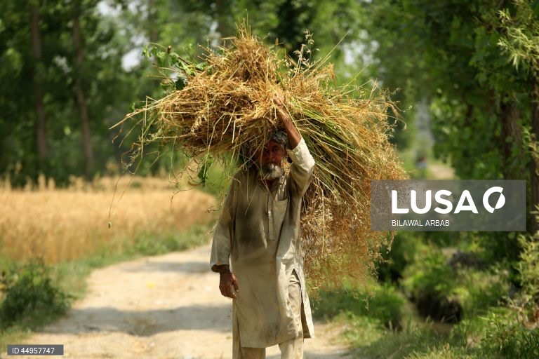 Paquistão: Colheita do trigo em Peshawar