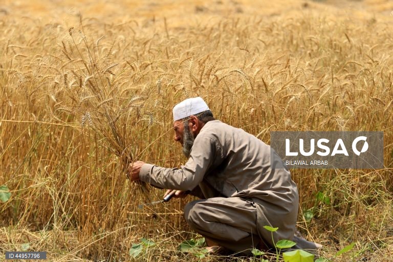 Paquistão: Colheita do trigo em Peshawar