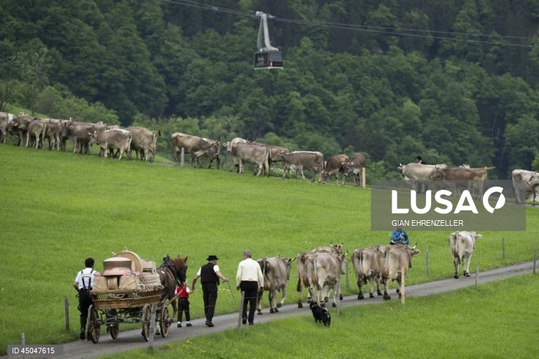 Suiça: Transumância do gado em Bruelisau