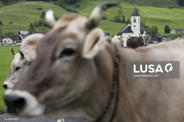 Suiça: Transumância do gado em Bruelisau