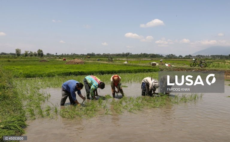 Índia: Plantação de arroz em Srinagar,  Caxemira